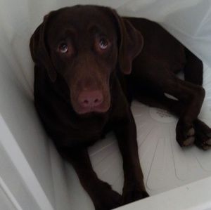 Meet your Posher, Robin